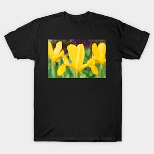 Iris  &#39;Golden Beauty&#39; T-Shirt